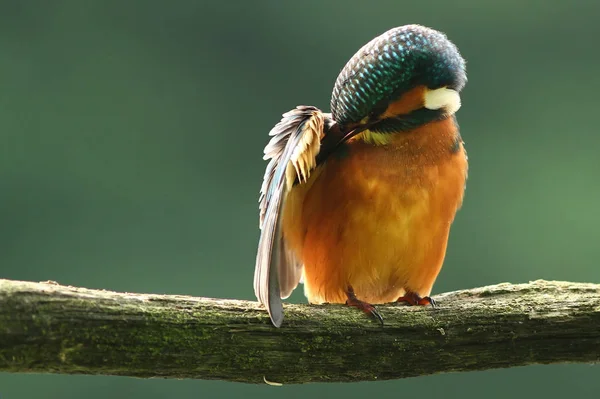 Närbild Kungsfiskare Fågel Vilda Livet — Stockfoto