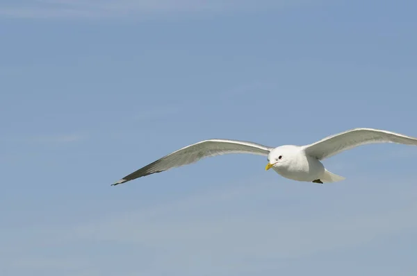 Vista Panorámica Hermosa Gaviota Plata Naturaleza —  Fotos de Stock