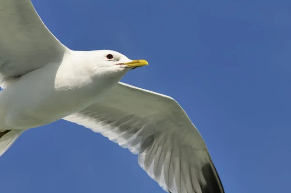 Vue Panoramique Magnifique Oiseau Mouette Mignon — Photo