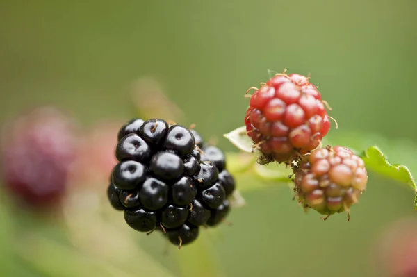 Berries Close Shot Conceito Alimentar Saudável — Fotografia de Stock