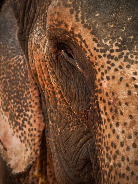 Närbild Elefant Indien — Stockfoto