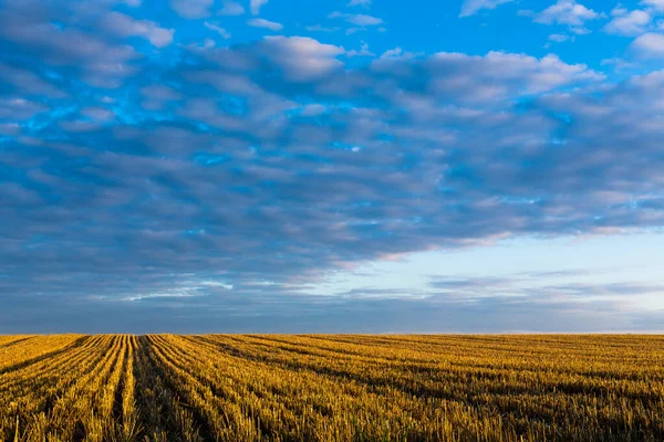 Vista Del Campo Grano Concetto Agricoltura — Foto Stock