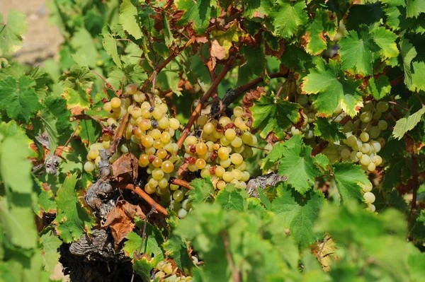 Grape Growing Vineyard — Stock Photo, Image