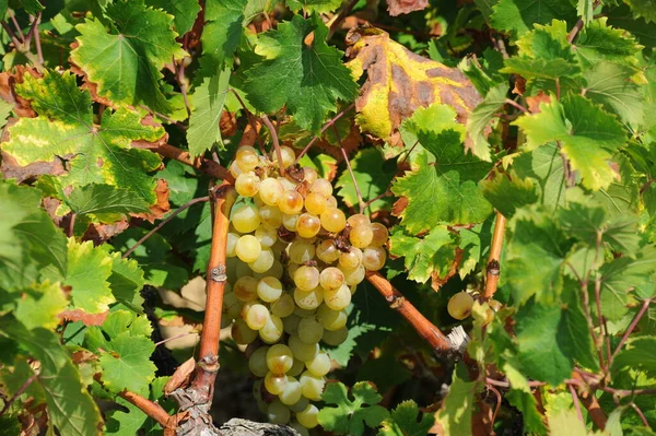 Weinanbau Weinberg — Stockfoto