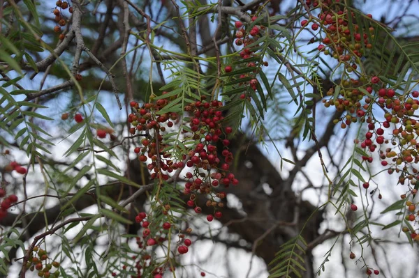 Червоний Перець Дереві — стокове фото