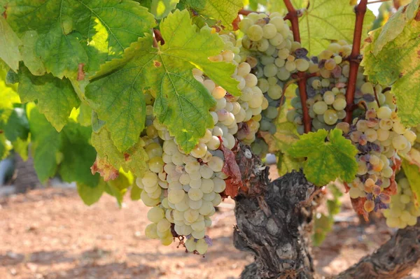 Uvas Que Crecen Viñedo —  Fotos de Stock