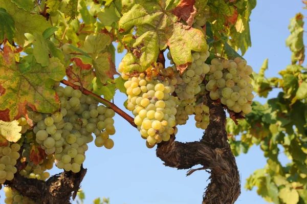 Uvas Que Crecen Viñedo — Foto de Stock