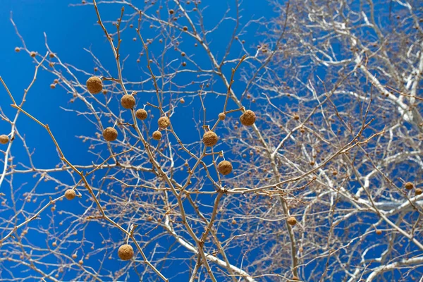 Semillas Sicomoro Con Cielo Azul Sobre Fondo — Foto de Stock