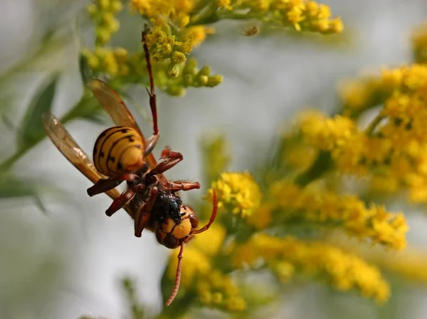 Vespa Crabro 거꾸로 파리를 먹는다 — 스톡 사진