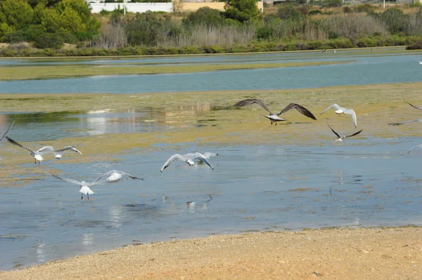 Vista Panorámica Hermosas Gaviotas Aves —  Fotos de Stock