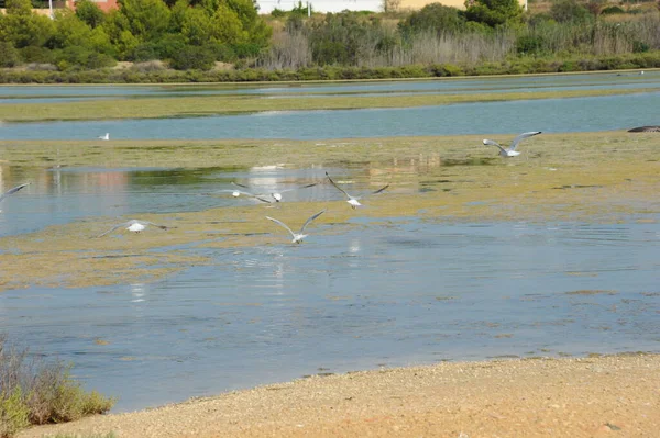 stock image scenic view of beautiful gulls birds