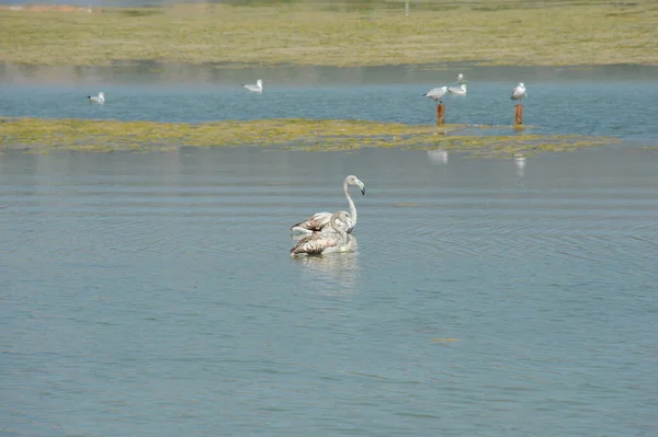 Malerischer Blick Auf Majestätische Flamingos Der Natur — Stockfoto