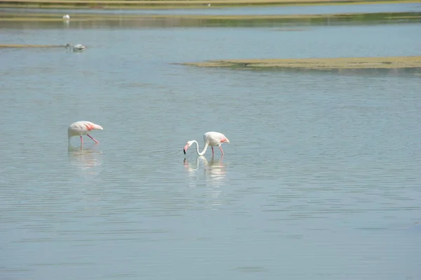 Scenic View Majestic Flamingos Nature — Stock Photo, Image