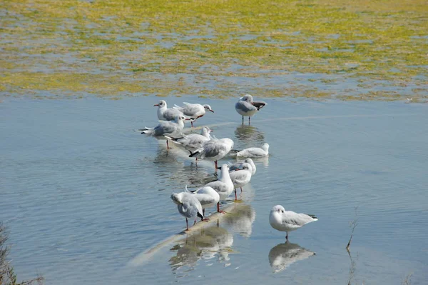 Malerischer Blick Auf Schöne Möwen Vögel — Stockfoto