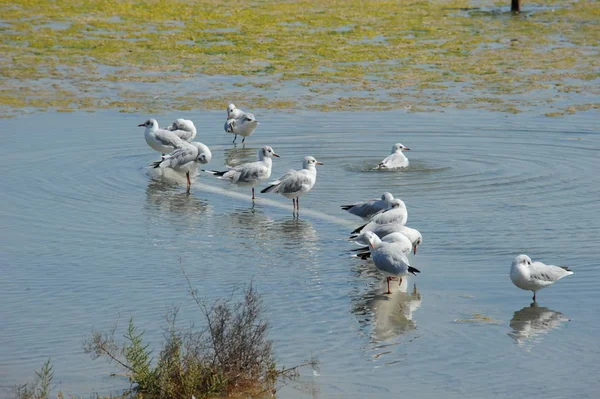 美しいカモメの鳥の風景 — ストック写真