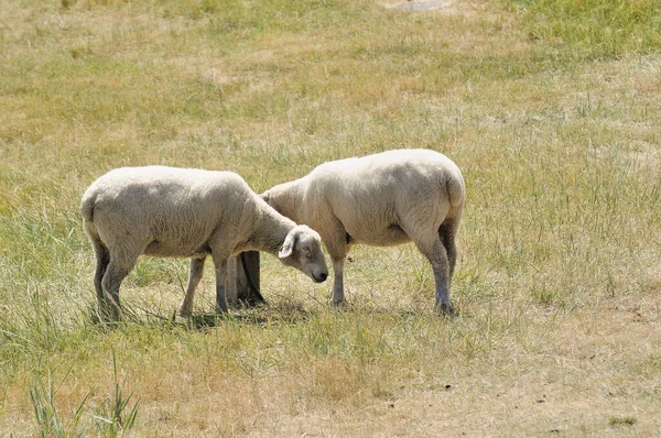 Moutons Dans Bateau — Photo