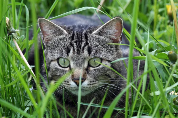 Gatto Sull Orlo Dell Attacco — Foto Stock