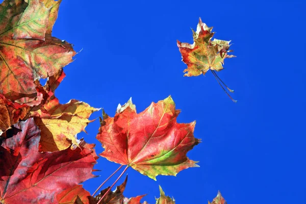 Herbstzeit Laub Herbstblätter — Stockfoto