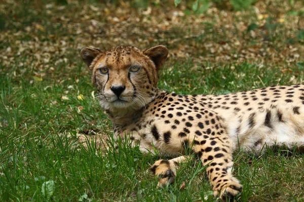 Gyönyörű Gepárd Nagy Macska Savannah Vad Állat — Stock Fotó