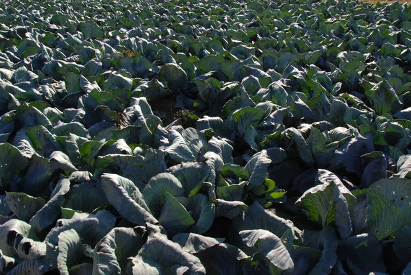 Chou Dans Champ Plante Maraîchère — Photo