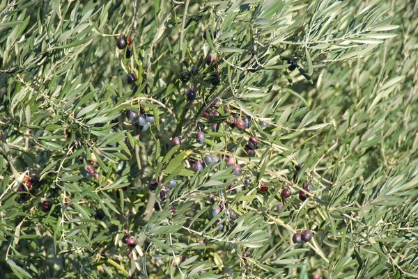 Ulivo Flora Naturale — Foto Stock