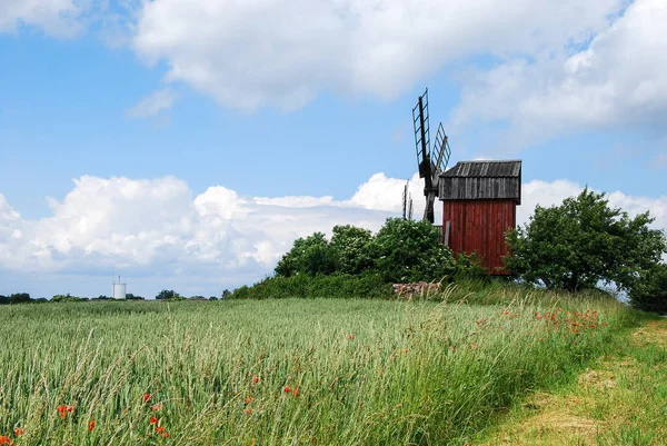 スウェーデンのオランド島のトウモロコシ畑による古い風車 — ストック写真