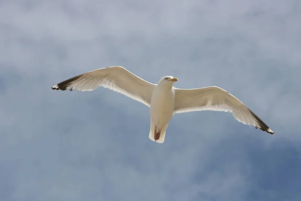 Close Flying Herring Gull Blue Sky Background — Stock Photo, Image
