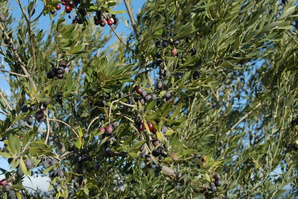 Spanien Oliven Baum — Stockfoto