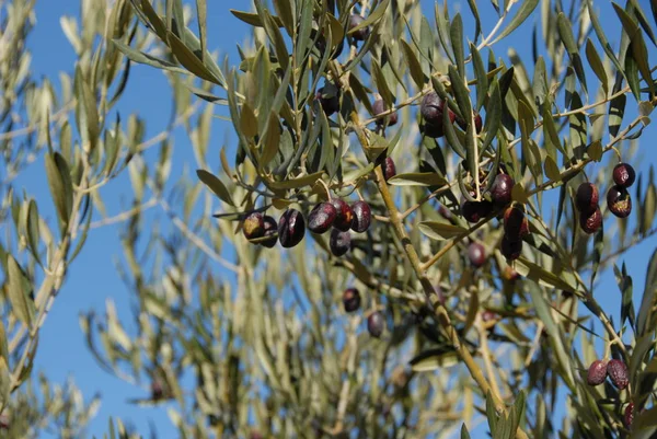 Spagna Olive Albero — Foto Stock