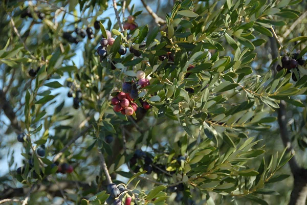 Spagna Olive Albero — Foto Stock