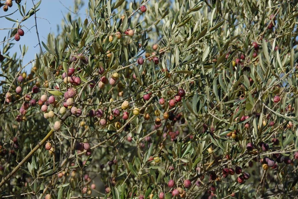 Spanya Ağaçta Zeytin — Stok fotoğraf