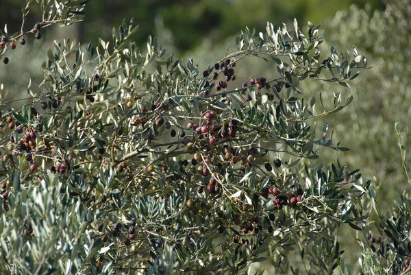 Spanien Olivträd Vid — Stockfoto