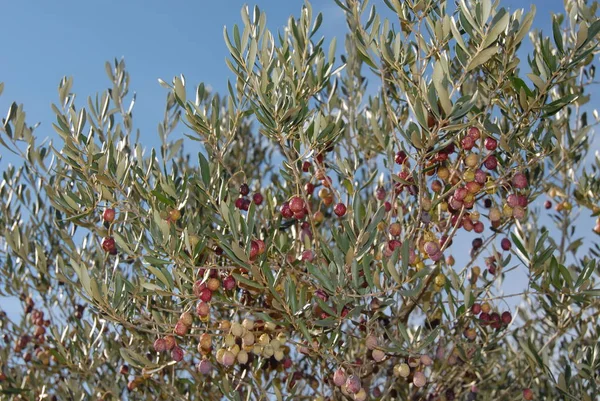 Spanien Olivträd Vid — Stockfoto