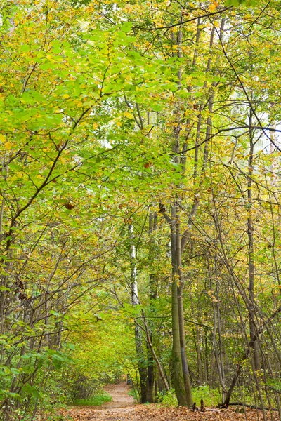 Podzimní Lesní Listy Podzimní Flóra — Stock fotografie