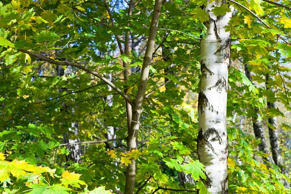 Осенние Листья Леса Осенняя Флора — стоковое фото