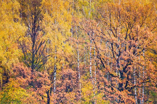 Kolorowy Las Jesienią Krajobrazy — Zdjęcie stockowe