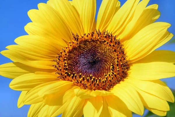 Bunte Blumen Die Freien Wachsen — Stockfoto