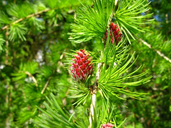 Larch Branch Cones — Stock Photo, Image