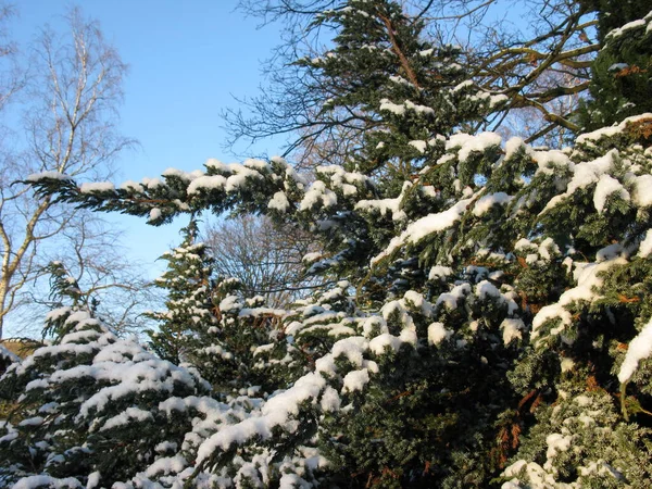 Nadelbäume Schnee — Stockfoto