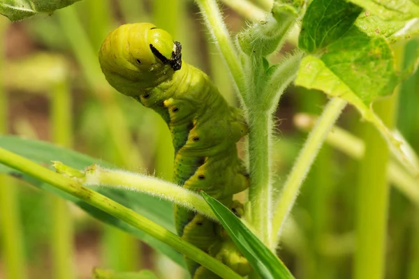 Rups Close Insect Als Een Plaag Een Veld — Stockfoto