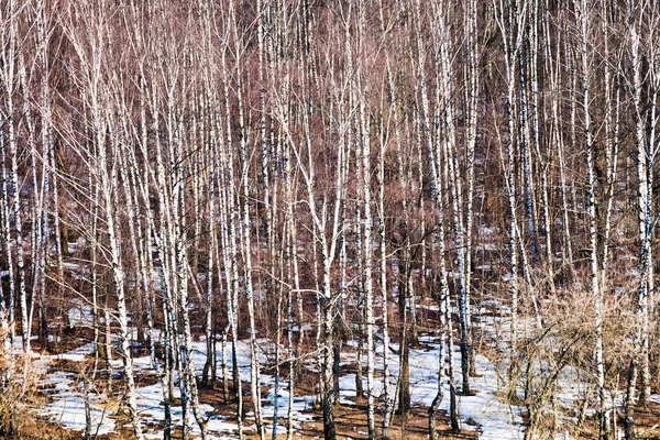 View Bare Birches Early Spring Forest — Stock Photo, Image