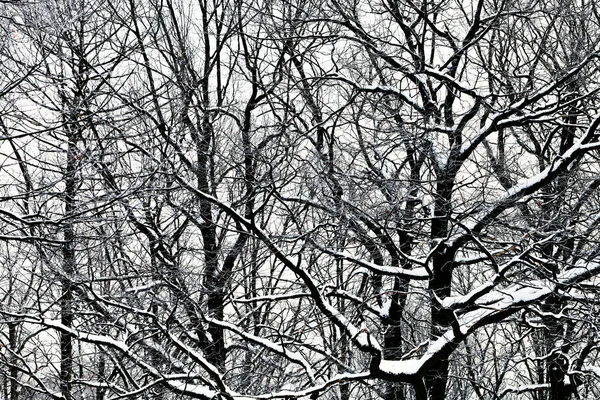 有树木的冬季森林 积雪覆盖的森林景观 — 图库照片