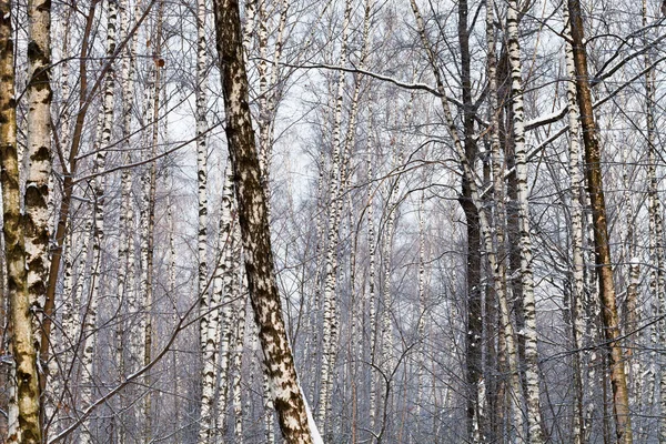 Winterbos Met Bomen Besneeuwd Boslandschap — Stockfoto