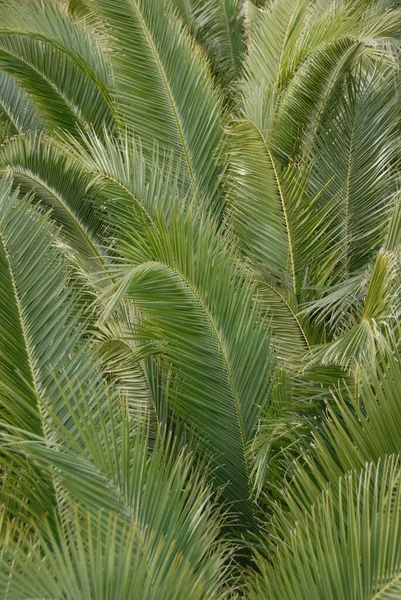 Folhas Palmeira Espanha Espaço Cópia — Fotografia de Stock