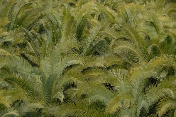 Palmenblätter Spanien Kopierraum — Stockfoto