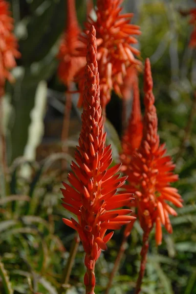 Tropische Pflanze Aloe Vera — Stockfoto