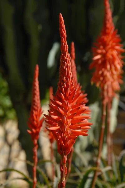 Tropical Plant Aloe Vera — Stock Photo, Image