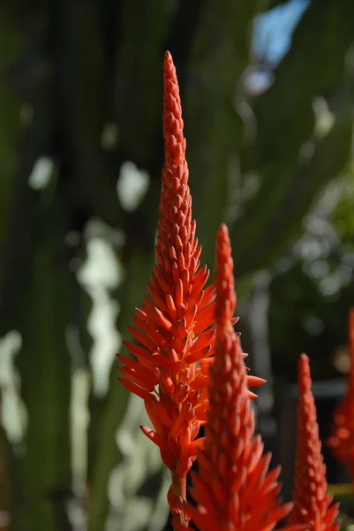 Tropická Rostlina Aloe Vera — Stock fotografie