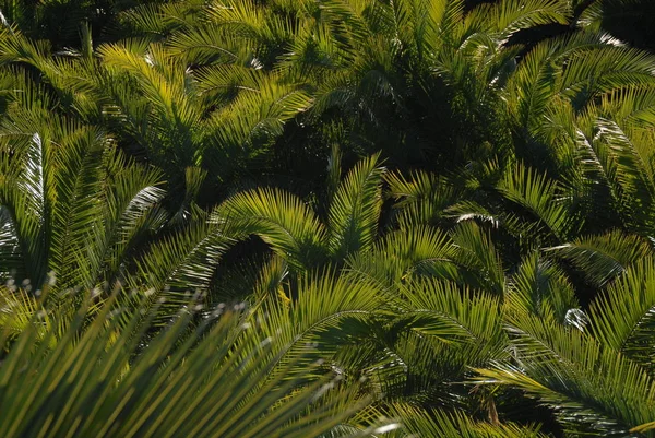 棕榈叶在西班牙 复制空间 — 图库照片