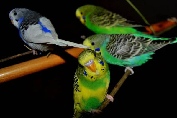 Malowniczy Widok Pięknej Papugi Przyrodzie — Zdjęcie stockowe